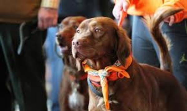 Pheasant Fest Coming to South Dakota in 2018